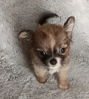 Julia, a female Chihuahua for sale in Gadsden, AL – 1 of 4