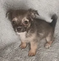 Bella, a female Chihuahua for sale in Gadsden, AL – 4 of 6