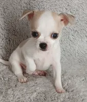 Bentley , a male Chihuahua for sale in Gadsden, AL – 4 of 5
