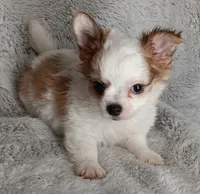 Bentley , a male Chihuahua for sale in Gadsden, AL – 2 of 6