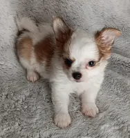 Bentley , a male Chihuahua for sale in Gadsden, AL – 5 of 6