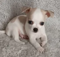 Bentley , a male Chihuahua for sale in Gadsden, AL – 5 of 5