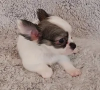 Bella, a female Chihuahua for sale in Gadsden, AL – 3 of 6
