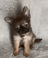 Chase, a male Chihuahua for sale in Gadsden, AL – 2 of 4