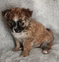 Chanel, a female Chihuahua for sale in Gadsden, AL – 3 of 4