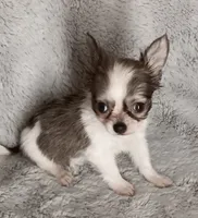 Bella, a female Chihuahua for sale in Gadsden, AL – 2 of 4