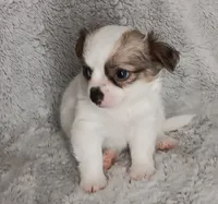 Pedro, a male Chihuahua for sale in Gadsden, AL – 4 of 5
