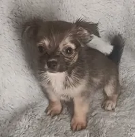 Bella, a female Chihuahua for sale in Gadsden, AL – 5 of 6