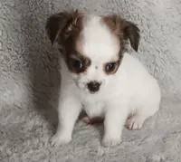 Chase, a male Chihuahua for sale in Gadsden, AL – 3 of 6