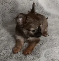 Chase, a male Chihuahua for sale in Gadsden, AL – 3 of 4
