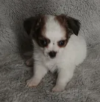 Chase, a male Chihuahua for sale in Gadsden, AL – 4 of 6