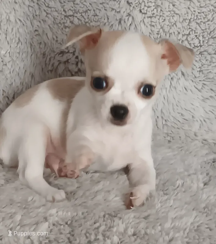 Bentley  – Chihuahua puppy for sale in Gadsden, AL
