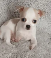Bentley , a male Chihuahua for sale in Gadsden, AL – 1 of 5