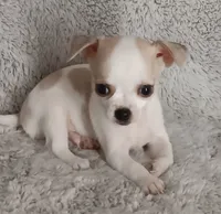Bentley , a male Chihuahua for sale in Gadsden, AL – 3 of 5