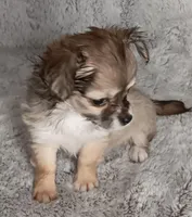 Bella, a female Chihuahua for sale in Gadsden, AL – Photo 3 of 6