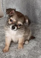 Bella, a female Chihuahua for sale in Gadsden, AL – Photo 4 of 6