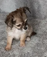 Bella, a female Chihuahua for sale in Gadsden, AL – Photo 5 of 6