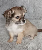 Bella, a female Chihuahua for sale in Gadsden, AL – Photo 2 of 6