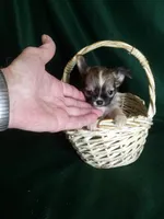 Samuel pending, a male Chihuahua for sale in Gadsden, AL – Photo 5 of 5