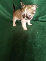 Samuel pending, a male Chihuahua for sale in Gadsden, AL – Photo 2 of 5