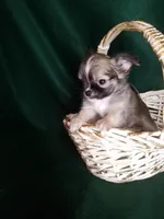 Samuel pending, a male Chihuahua for sale in Gadsden, AL – Photo 1 of 5