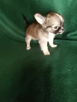 Samuel pending, a male Chihuahua for sale in Gadsden, AL – Photo 3 of 5