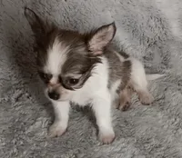 Bella, a female Chihuahua for sale in Gadsden, AL – 3 of 4