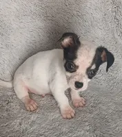 Tim, a male Chihuahua for sale in Gadsden, AL – 5 of 5