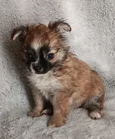 Chanel, a female Chihuahua for sale in Gadsden, AL – 4 of 4