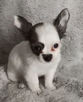 Bella, a female Chihuahua for sale in Gadsden, AL – 2 of 6