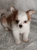 Bentley , a male Chihuahua for sale in Gadsden, AL – 1 of 6