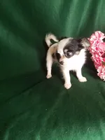 Lisa, a female Chihuahua for sale in Gadsden, AL – Photo 7 of 7