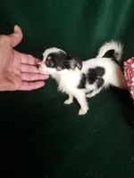 Lisa, a female Chihuahua for sale in Gadsden, AL – Photo 6 of 7