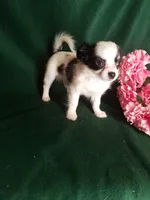 Lisa, a female Chihuahua for sale in Gadsden, AL – Photo 5 of 7