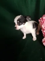 Lisa, a female Chihuahua for sale in Gadsden, AL – Photo 3 of 7