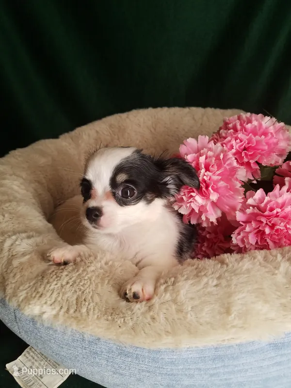 Lisa, a female Chihuahua for sale in Gadsden, AL – Photo 1 of 7