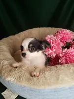 Lisa, a female Chihuahua for sale in Gadsden, AL – Photo 1 of 7