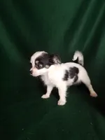 Lisa, a female Chihuahua for sale in Gadsden, AL – Photo 4 of 7