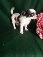 Lisa, a female Chihuahua for sale in Gadsden, AL – Photo 2 of 7