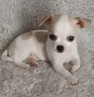 Bentley , a male Chihuahua for sale in Gadsden, AL – 2 of 5