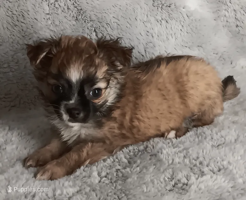 Chanel – Chihuahua puppy for sale in Gadsden, AL