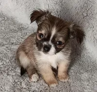 Bentley , a male Chihuahua for sale in Gadsden, AL – Photo 1 of 4