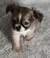 Bentley , a male Chihuahua for sale in Gadsden, AL – Photo 2 of 4