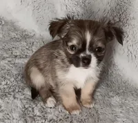 Bentley , a male Chihuahua for sale in Gadsden, AL – Photo 4 of 4