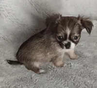 Bentley , a male Chihuahua for sale in Gadsden, AL – Photo 3 of 4