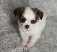 Chase, a male Chihuahua for sale in Gadsden, AL – 5 of 6