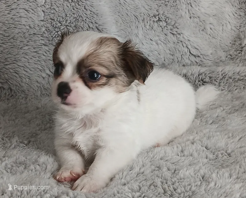 Pedro – Chihuahua puppy for sale in Gadsden, AL
