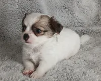 Pedro, a male Chihuahua for sale in Gadsden, AL – 1 of 5