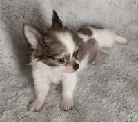 Bella, a female Chihuahua for sale in Gadsden, AL – 1 of 4
