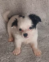 Bentley , a male Chihuahua for sale in Gadsden, AL – 3 of 4